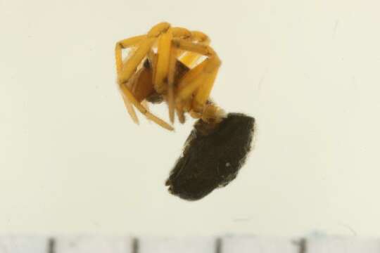 Image of Tmeticus
