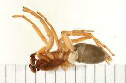 Image of Haplodrassus hiemalis (Emerton 1909)