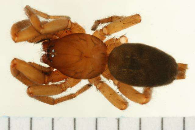 Image of Haplodrassus hiemalis (Emerton 1909)