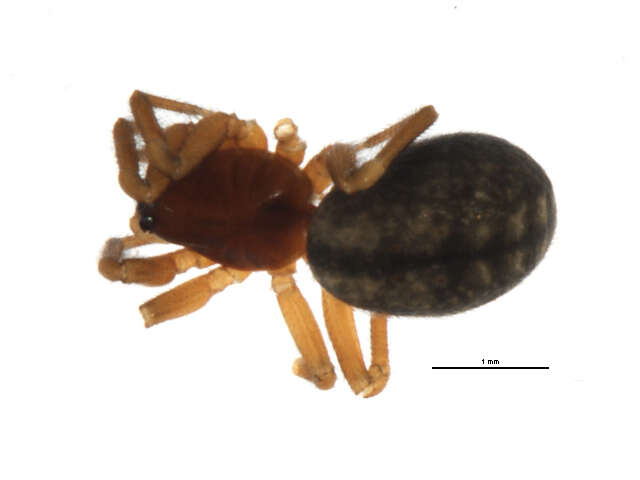 Image of Grammonota maritima Emerton 1925