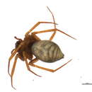 Image of Allomengea scopigera (Grube 1859)