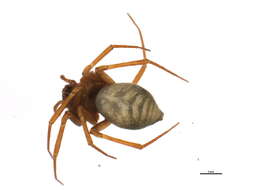 Image of Allomengea scopigera (Grube 1859)