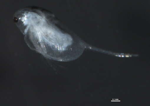 Image of Daphnia cf. middendorffiana