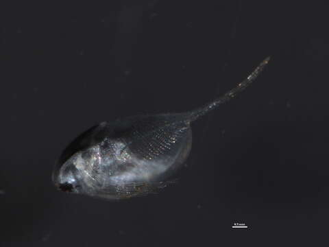 Image of Daphnia cf. middendorffiana