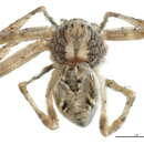 Image of Philodromus