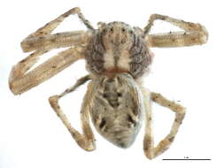 Image of Philodromus