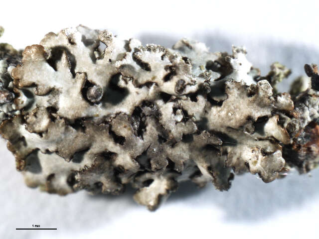 Image of bran lichen