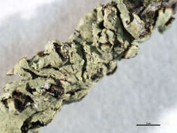 Image of bran lichen