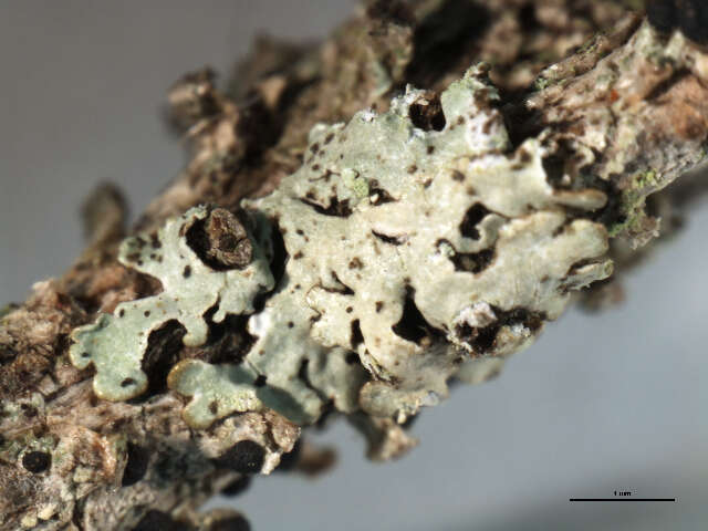 Image of bran lichen