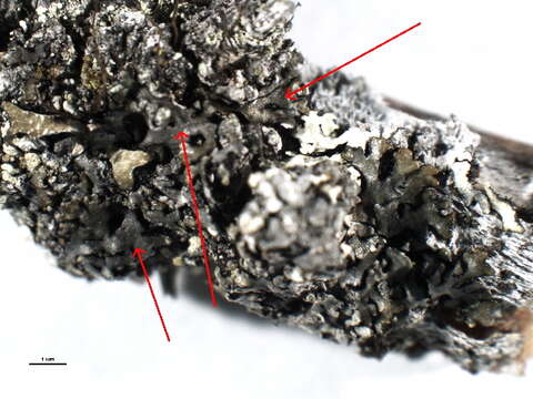 Image of bran lichen