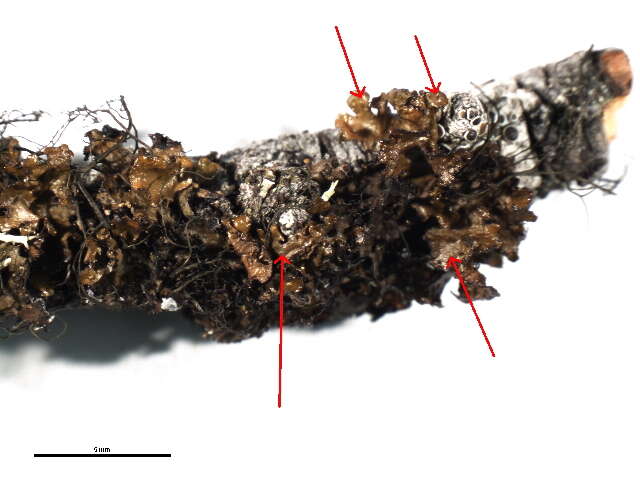 Image of tuckermannopsis lichen