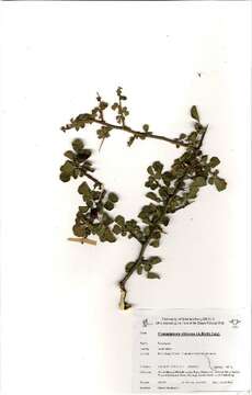 Imagem de Commiphora africana (Rich.) Engl.