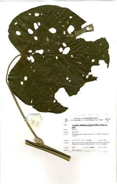 Image of Abutilon angulatum (Guill. & Perr.) Mast.