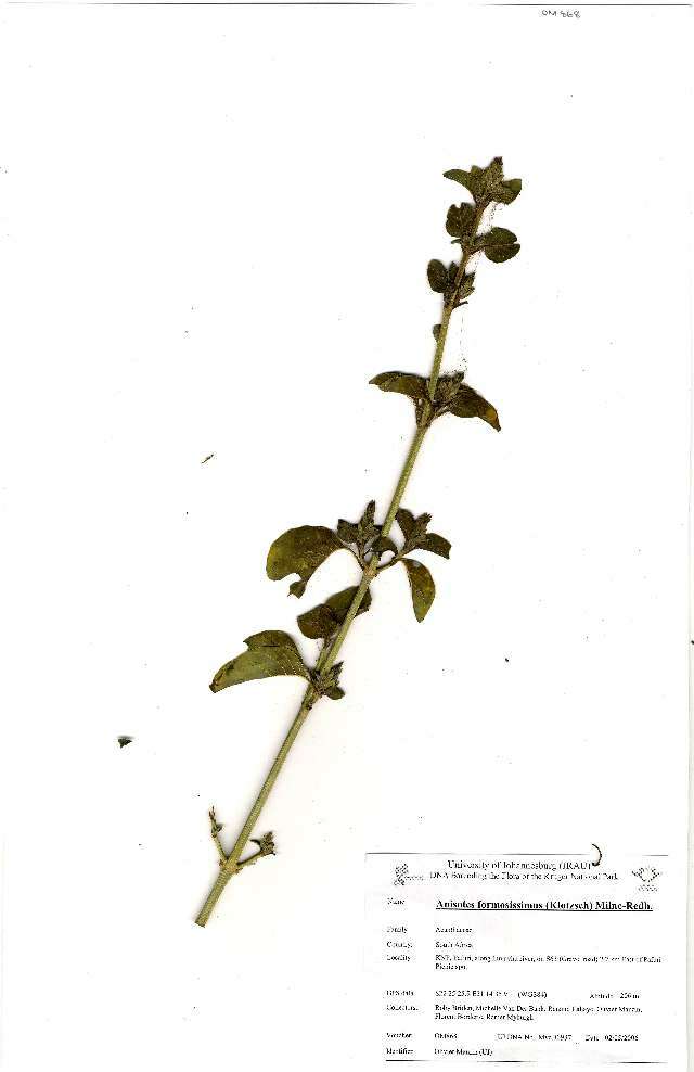 Image of Anisotes formosissimus (Klotzsch) Milne-Redh.