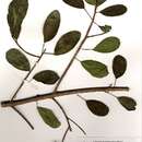 Image of Ficus burkei