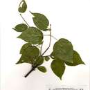 Image of Croton madandensis S. Moore