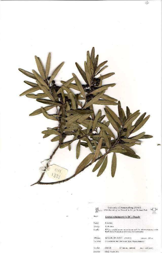 Sivun Euclea racemosa subsp. daphnoides (Hiern) F. White kuva