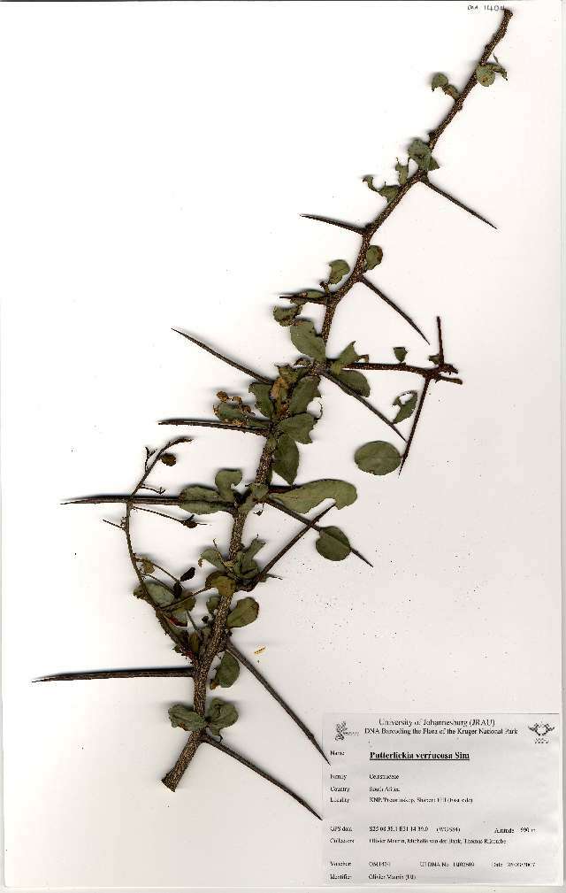 Putterlickia verrucosa (E. Mey. ex Sond.) Sim的圖片