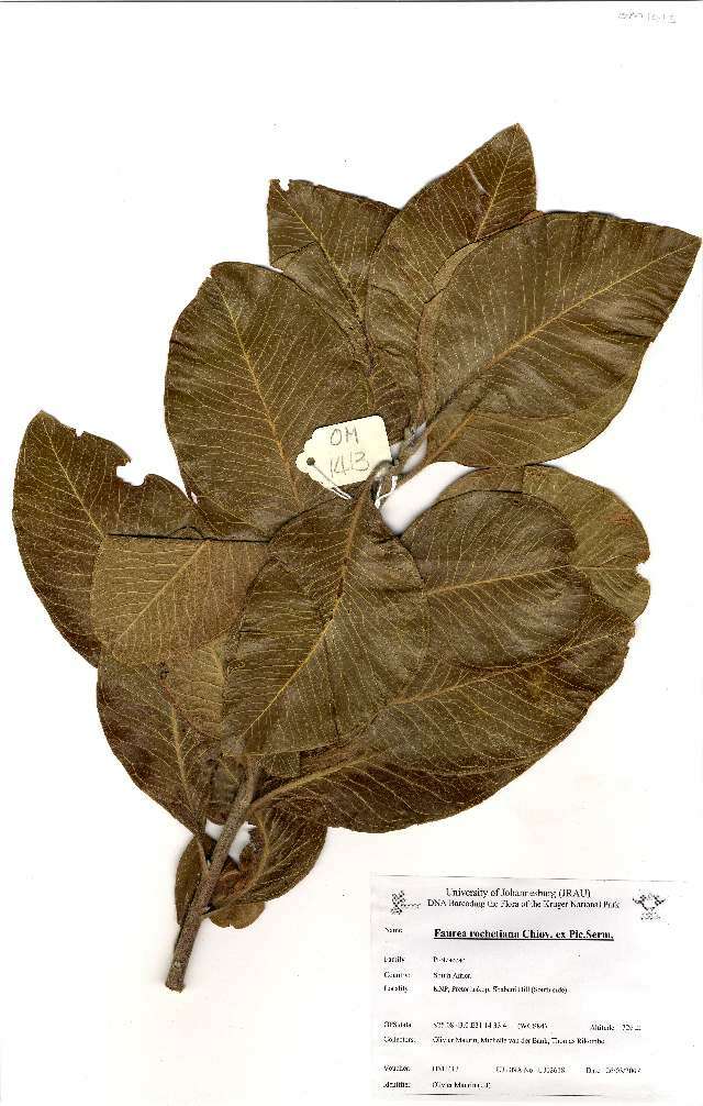 Image of Broad-leave beech