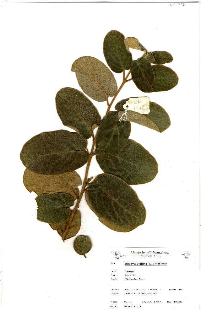 Image of Diospyros galpinii (Hiern) De Winter