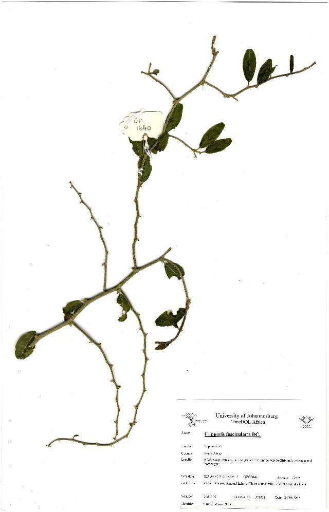 Image of Capparis fascicularis fascicularis