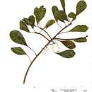 Image of Peters' fig