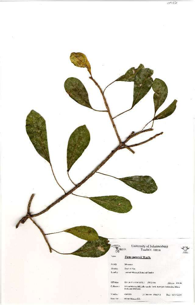 Image of Peters' fig