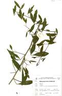Image of Maerua juncea subsp. cristata