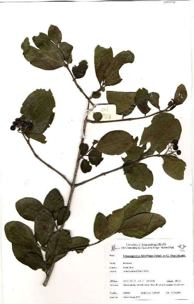 Image of Common crown-berry