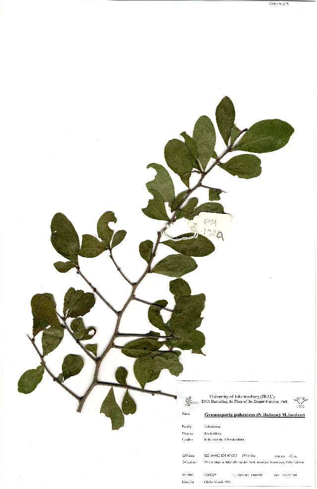 Image of Gymnosporia pubescens (N. Robson) Jordaan