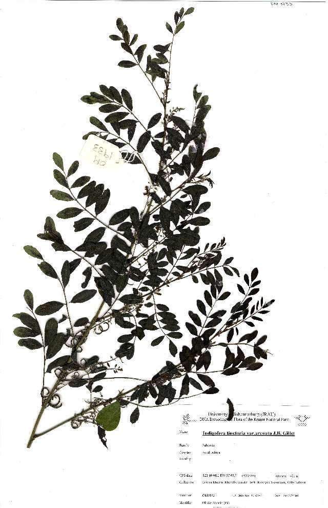 Indigofera tinctoria subsp. arcuata (J. B. Gillett) Schrire的圖片