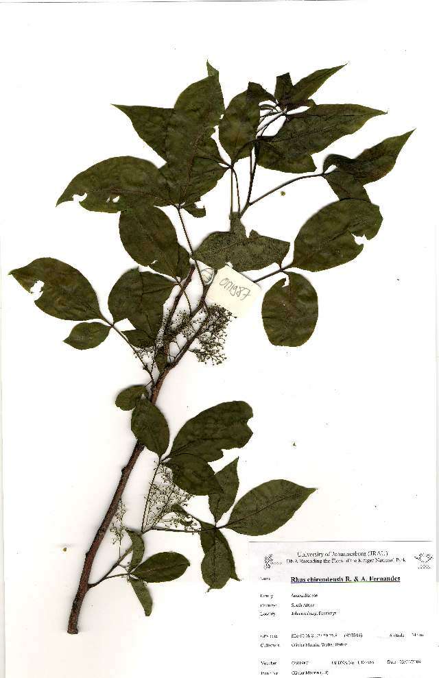Image de Searsia chirendensis