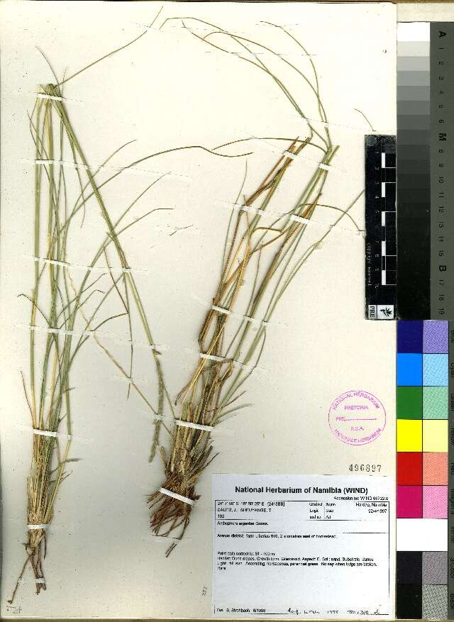 Image of oldfield grass