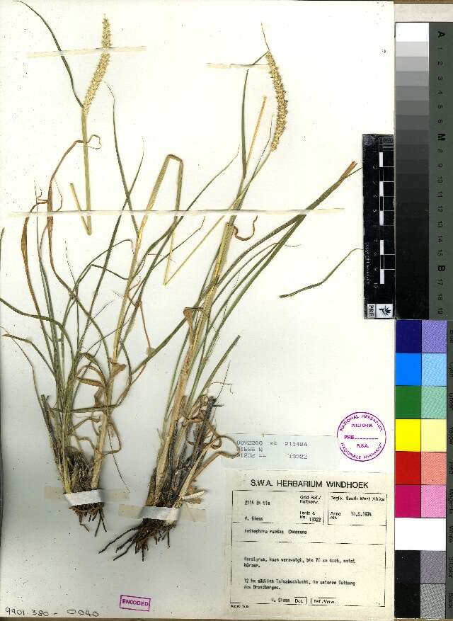 Image of oldfield grass