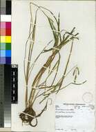 Image of cockspur grass