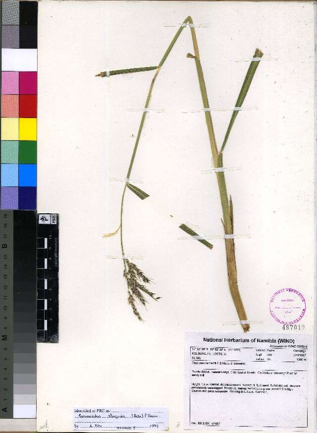 Image of cockspur grass