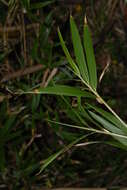 Image of Bambusoideae