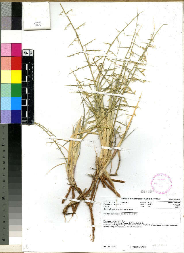 Image of bristly lovegrass