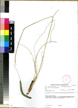 Image of Harpochloa