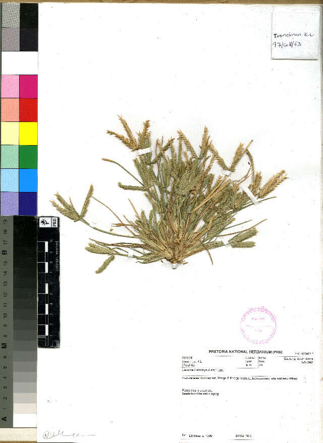 Image of goosegrass