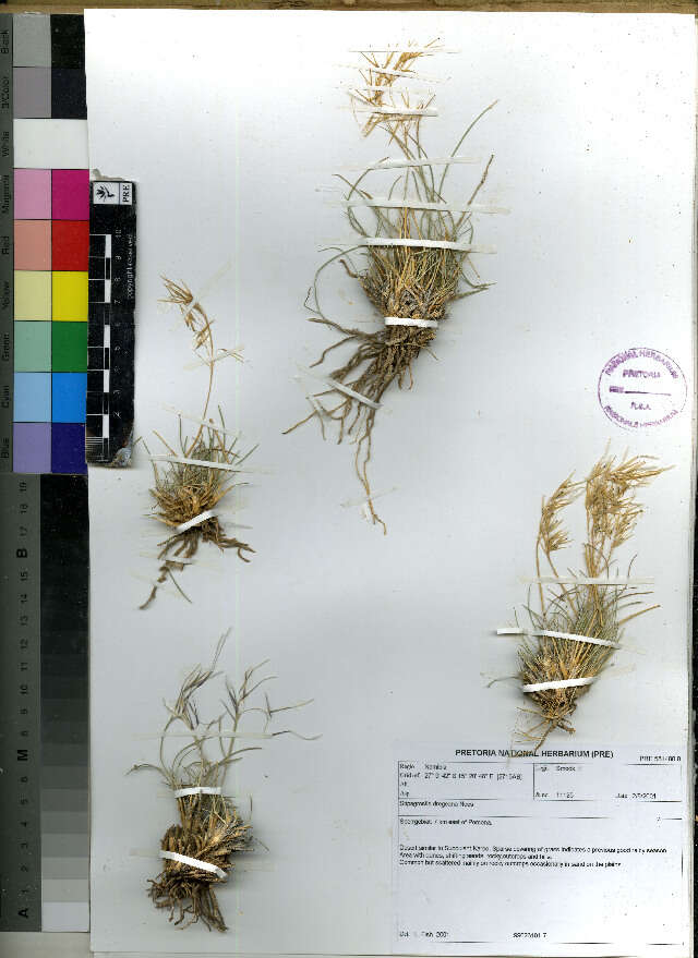 Image of Stipagrostis
