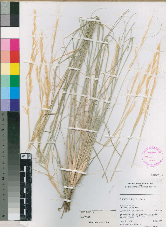 Image of Stipagrostis