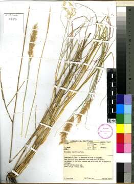 Image of needlegrass