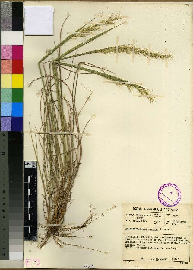 Image of alpine oatgrass