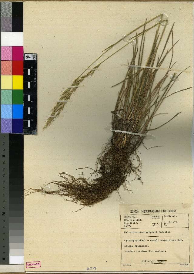 Image of alpine oatgrass