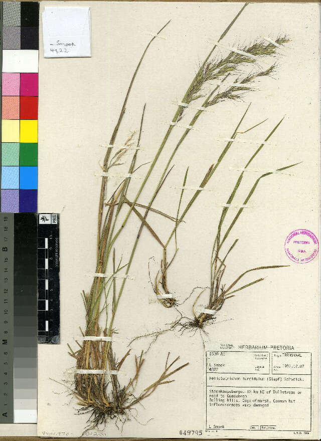 Image of alpine oatgrass