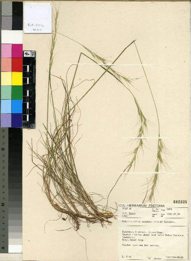 Image of alpine oatgrass