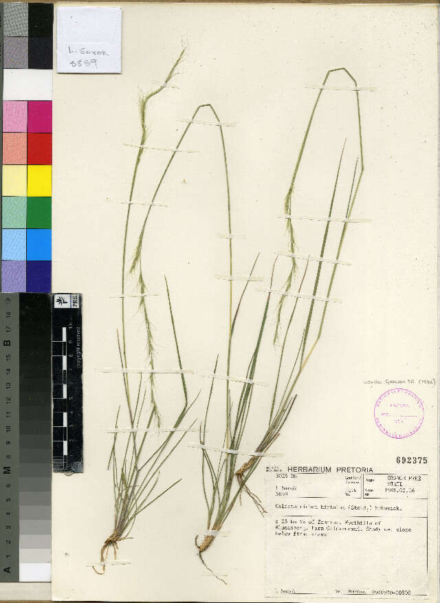 Image of alpine oatgrass