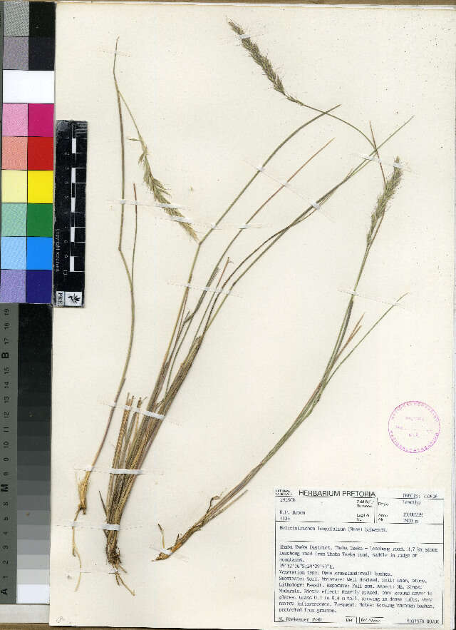 Image of alpine oatgrass