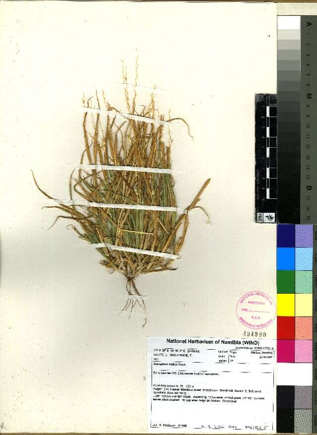 Image of oldfield grass